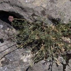 Seseli montanum subsp. montanum