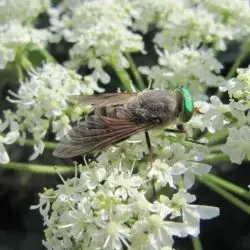 Philipomyia aprica (2 de 2)