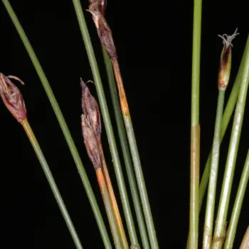 Eleocharis quinqueflora (2 de 4)