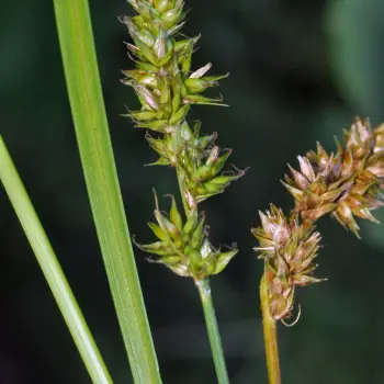 Carex leersii (4 de 5)