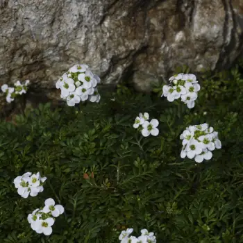 Pritzelago alpina (2 de 2)