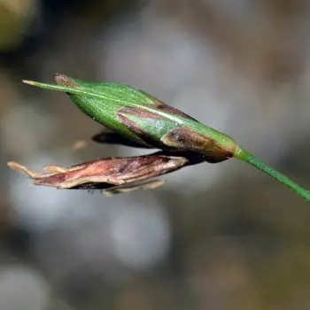 Carex rorulenta (2 de 4)
