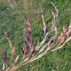 Fotografía Claviceps purpurea (1 de 2)