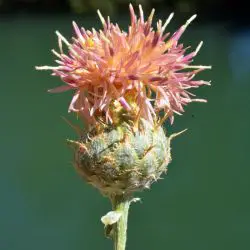 Fotografía Centaurea legionis-septimae (1 de 3)