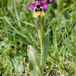 Ophrys tenthredinifera (1 de 2)