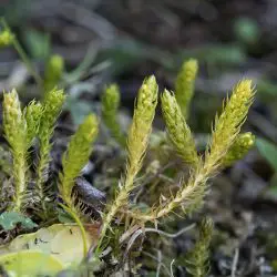 Selaginella selaginoides (3 de 3)