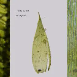 Pseudotaxiphyllum elegans  (3 de 3)