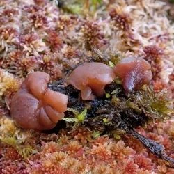 Ascocoryne turficola