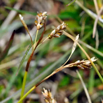 Carex capillaris (3 de 5)