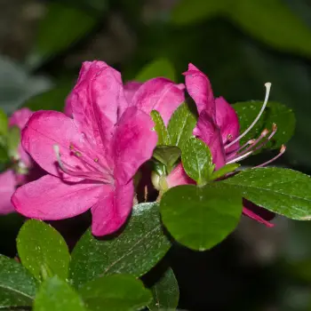 Rhododendron hybrid 'Connie' (2 de 2)