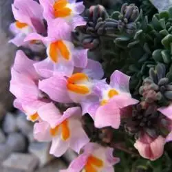 Fotografía Linaria alpina subsp. filicaulis