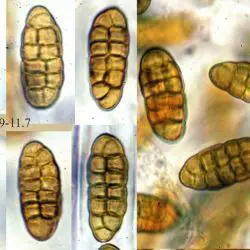 Fotografía Pleospora penicillus Fuckel (2 de 3)