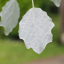 Populus alba