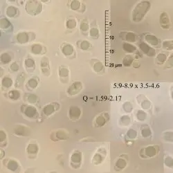 Fotografía Hygrocybe insipida (J. E. Lange ex S. Lundell) M. M. Moser (1 de 3)