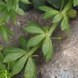 Galium verrucosum subsp. verrucosum
