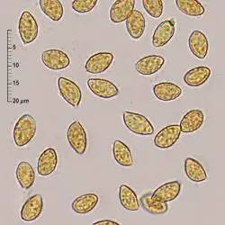 Phaeocollybia lugubris (Fr.) R. Heim (2 de 3)