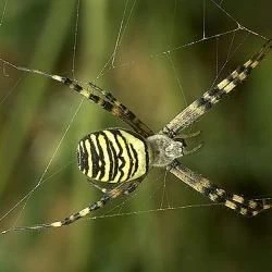 Argiope bruennichi