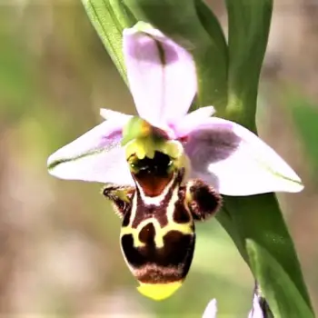 Fotografía Ophrys scolopax (2 de 2)