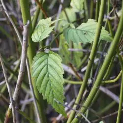Kerria japonica (2 de 2)