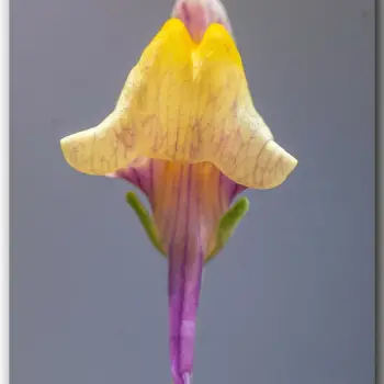 Linaria pedunculata (4 de 6)