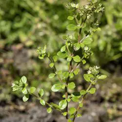 Fotografía Polycarpon tetraphyllum subsp. diphyllum (1 de 3)