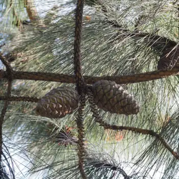 Pinus canariensis (2 de 4)