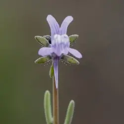 Linaria arvensis (1 de 2)