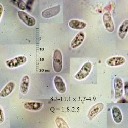 Hyphoderma puberum (Fr.) Wallr. (1 de 3)