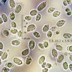 Hygrocybe laeta (Pers.) P. Kumm. var. laeta (2 de 3) 