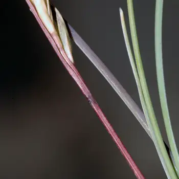 Fotografía Festuca yvesii subsp. summilusitana (2 de 6)