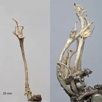 Cladonia subulata (2 de 6)