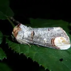 Phalera bucephala (1 de 2)