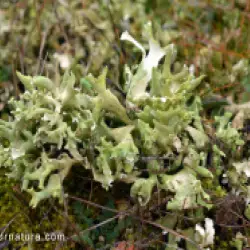 Fotografía Cladonia foliacea (1 de 2)