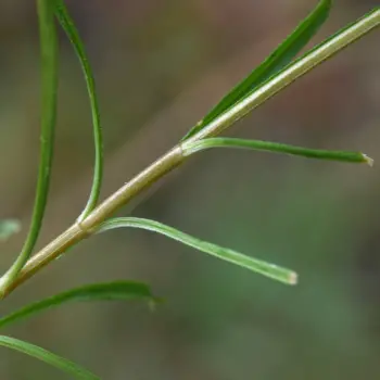 Centaurium quadrifolium (2 de 3)