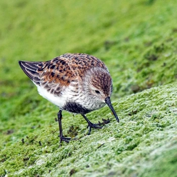 Calidris alpina