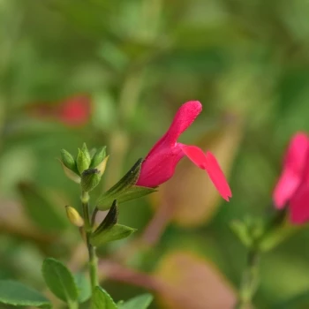 Salvia microphylla