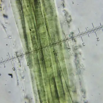 Fotografía Coleofasciculus chthonoplastes (3 de 3)