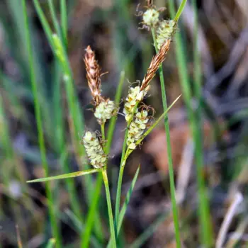 Carex tomentosa (5 de 6)
