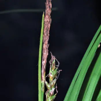 Carex caudata (2 de 6)