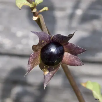 Atropa belladonna (2 de 2)
