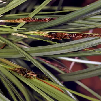 Carex helodes (6 de 6)