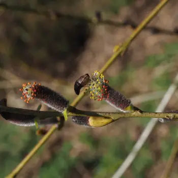 Salix purpurea (3 de 4)