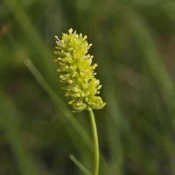 Tofieldia calyculata