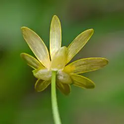 Ranunculus ficaria (2 de 3)