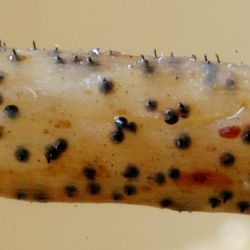Plagiostoma euphorbiaceum (Sacc. & Briard) Sogonov (1 de 3)