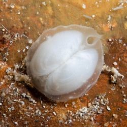 Galeommatida