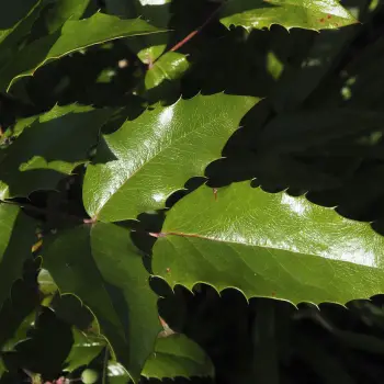 Mahonia aquifolium (2 de 5)