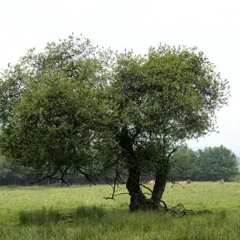 Salix atrocinerea (1 de 3)