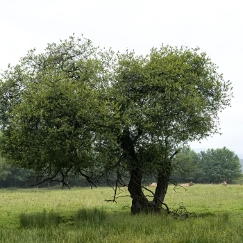 Salix atrocinerea
