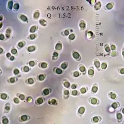Tricholoma scalpturatum (Fr.) Quél. (2 de 3) 